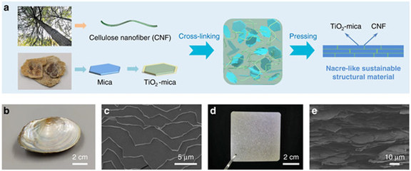 中國科學家研發仿生新材料，高性能纖維與復合材料助力塑料替代